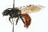  ( - MACN-En 8208)  @14 [ ] Copyright (2011) MACN Museo Argentino de Ciencias Naturales 