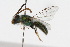  ( - MACN-En 8260)  @14 [ ] Copyright (2011) MACN Museo Argentino de Ciencias Naturales 