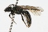 (Corynura sp. rgv 3b - MACN-En 8164)  @15 [ ] Copyright (2011) MACN Museo Argentino de Ciencias Naturales 