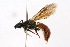  ( - MACN-En 8148)  @13 [ ] Copyright (2011) MACN Museo Argentino de Ciencias Naturales 