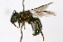  ( - MACN-En 8196)  @14 [ ] Copyright (2011) MACN Museo Argentino de Ciencias Naturales 
