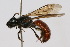  ( - MACN-En 8151)  @14 [ ] Copyright (2011) MACN Museo Argentino de Ciencias Naturales 