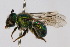  ( - MACN-En 8199)  @14 [ ] Copyright (2011) MACN Museo Argentino de Ciencias Naturales 