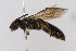  ( - MACN-En 8168)  @14 [ ] Copyright (2011) MACN Museo Argentino de Ciencias Naturales 