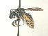  ( - MACN-En 21730)  @11 [ ] Copyright (2016) Luis Compagnucci Museo Argentino de Ciencias Naturales "Bernardino Rivadavia"