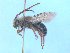  ( - MACN-En 21750)  @12 [ ] Copyright (2016) Luis Compagnucci Museo Argentino de Ciencias Naturales "Bernardino Rivadavia"