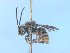  ( - MACN-En 21758)  @13 [ ] Copyright (2016) Luis Compagnucci Museo Argentino de Ciencias Naturales "Bernardino Rivadavia"