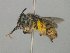  ( - MACN-En 21766)  @12 [ ] Copyright (2016) Luis Compagnucci Museo Argentino de Ciencias Naturales "Bernardino Rivadavia"