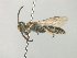  ( - MACN-En 21775)  @11 [ ] Copyright (2016) Luis Compagnucci Museo Argentino de Ciencias Naturales "Bernardino Rivadavia"
