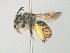  ( - MACN-En 21778)  @12 [ ] Copyright (2016) Luis Compagnucci Museo Argentino de Ciencias Naturales "Bernardino Rivadavia"