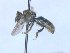  ( - MACN-En 21800)  @11 [ ] Copyright (2016) Luis Compagnucci Museo Argentino de Ciencias Naturales "Bernardino Rivadavia"