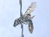  ( - MACN-En 21812)  @11 [ ] Copyright (2016) Luis Compagnucci Museo Argentino de Ciencias Naturales "Bernardino Rivadavia"