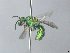  (Augochloropsis rgv 3 - MACN-En 21852)  @11 [ ] Copyright (2016) Luis Compagnucci Museo Argentino de Ciencias Naturales "Bernardino Rivadavia"
