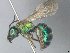  (Augochloropsis rgv 7 - MACN-En 21888)  @13 [ ] Copyright (2016) Luis Compagnucci Museo Argentino de Ciencias Naturales "Bernardino Rivadavia"