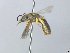  ( - MACN-En 21893)  @11 [ ] Copyright (2016) Luis Compagnucci Museo Argentino de Ciencias Naturales "Bernardino Rivadavia"