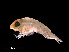  ( - NBCHyAmp-005)  @11 [ ] CreativeCommons Attribution-NonCommercial-ShareAlike (2023) Naturalis Biodiversity Center Unspecified