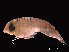  ( - NBCHyAmp-006)  @11 [ ] CreativeCommons Attribution-NonCommercial-ShareAlike (2023) Naturalis Biodiversity Center Unspecified