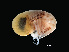  ( - NBCHyAmp-010)  @11 [ ] CreativeCommons Attribution-NonCommercial-ShareAlike (2023) Naturalis Biodiversity Center Unspecified