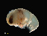  ( - NBCHyAmp-018)  @11 [ ] CreativeCommons Attribution-NonCommercial-ShareAlike (2023) Naturalis Biodiversity Center Unspecified