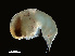  ( - NBCHyAmp-019)  @11 [ ] CreativeCommons Attribution-NonCommercial-ShareAlike (2023) Naturalis Biodiversity Center Unspecified