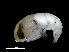  ( - NBCHyAmp-021)  @11 [ ] CreativeCommons Attribution-NonCommercial-ShareAlike (2023) Naturalis Biodiversity Center Unspecified