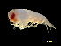  (Hyperioides longipes - NBCHyAmp-027)  @11 [ ] CreativeCommons Attribution-NonCommercial-ShareAlike (2023) Naturalis Biodiversity Center Unspecified