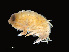  ( - NBCHyAmp-033)  @11 [ ] CreativeCommons Attribution-NonCommercial-ShareAlike (2023) Naturalis Biodiversity Center Unspecified