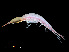  ( - NBCHyAmp-037)  @11 [ ] CreativeCommons Attribution-NonCommercial-ShareAlike (2023) Naturalis Biodiversity Center Unspecified