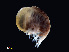  ( - NBCHyAmp-039)  @11 [ ] CreativeCommons Attribution-NonCommercial-ShareAlike (2023) Naturalis Biodiversity Center Unspecified