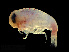  ( - NBCHyAmp-040)  @11 [ ] CreativeCommons Attribution-NonCommercial-ShareAlike (2023) Naturalis Biodiversity Center Unspecified