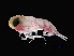  ( - NBCHyAmp-043)  @11 [ ] CreativeCommons Attribution-NonCommercial-ShareAlike (2023) Naturalis Biodiversity Center Unspecified
