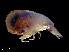  (Lycaea - NBCHyAmp-045)  @11 [ ] CreativeCommons Attribution-NonCommercial-ShareAlike (2023) Naturalis Biodiversity Center Unspecified