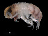  ( - NBCHyAmp-046)  @11 [ ] CreativeCommons Attribution-NonCommercial-ShareAlike (2023) Naturalis Biodiversity Center Unspecified