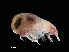  ( - NBCHyAmp-047)  @11 [ ] CreativeCommons Attribution-NonCommercial-ShareAlike (2023) Naturalis Biodiversity Center Unspecified