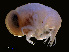  ( - NBCHyAmp-052)  @11 [ ] CreativeCommons Attribution-NonCommercial-ShareAlike (2023) Naturalis Biodiversity Center Unspecified