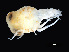  (Lycaea serrata - NBCHyAmp-053)  @11 [ ] CreativeCommons Attribution-NonCommercial-ShareAlike (2023) Naturalis Biodiversity Center Unspecified
