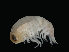  (Lycaea sp. 1 - NBCHyAmp-054)  @11 [ ] CreativeCommons Attribution-NonCommercial-ShareAlike (2023) Naturalis Biodiversity Center Unspecified