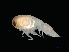  ( - NBCHyAmp-055)  @11 [ ] CreativeCommons Attribution-NonCommercial-ShareAlike (2023) Naturalis Biodiversity Center Unspecified