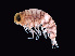  ( - NBCHyAmp-056)  @11 [ ] CreativeCommons Attribution-NonCommercial-ShareAlike (2023) Naturalis Biodiversity Center Unspecified
