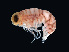  ( - NBCHyAmp-057)  @11 [ ] CreativeCommons Attribution-NonCommercial-ShareAlike (2023) Naturalis Biodiversity Center Unspecified