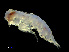  ( - NBCHyAmp-059)  @11 [ ] CreativeCommons Attribution-NonCommercial-ShareAlike (2023) Naturalis Biodiversity Center Unspecified