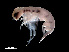  ( - NBCHyAmp-060)  @11 [ ] CreativeCommons Attribution-NonCommercial-ShareAlike (2023) Naturalis Biodiversity Center Unspecified