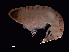  (Parapronoe campbelli - NBCHyAmp-063)  @11 [ ] CreativeCommons Attribution-NonCommercial-ShareAlike (2023) Naturalis Biodiversity Center Unspecified