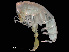 ( - NBCHyAmp-072)  @11 [ ] CreativeCommons Attribution-NonCommercial-ShareAlike (2023) Naturalis Biodiversity Center Unspecified