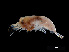  ( - NBCHyAmp-077)  @11 [ ] CreativeCommons Attribution-NonCommercial-ShareAlike (2023) Naturalis Biodiversity Center Unspecified