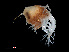  ( - NBCHyAmp-078)  @11 [ ] CreativeCommons Attribution-NonCommercial-ShareAlike (2023) Naturalis Biodiversity Center Unspecified
