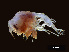  ( - NBCHyAmp-079)  @11 [ ] CreativeCommons Attribution-NonCommercial-ShareAlike (2023) Naturalis Biodiversity Center Unspecified
