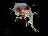  ( - NBCHyAmp-080)  @11 [ ] CreativeCommons Attribution-NonCommercial-ShareAlike (2023) Naturalis Biodiversity Center Unspecified