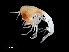  ( - NBCHyAmp-082)  @11 [ ] CreativeCommons Attribution-NonCommercial-ShareAlike (2023) Naturalis Biodiversity Center Unspecified