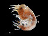  ( - NBCHyAmp-083)  @11 [ ] CreativeCommons Attribution-NonCommercial-ShareAlike (2023) Naturalis Biodiversity Center Unspecified